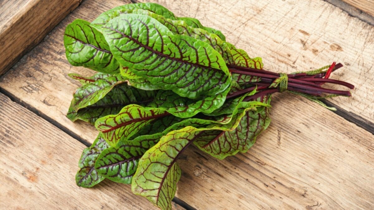 10 Perennial Vegetables You Only Need To Plant Once & Harvest Forever 5 10 Perennial Vegetables You Only Need To Plant Once & Harvest Forever - sorrel ss1539888869