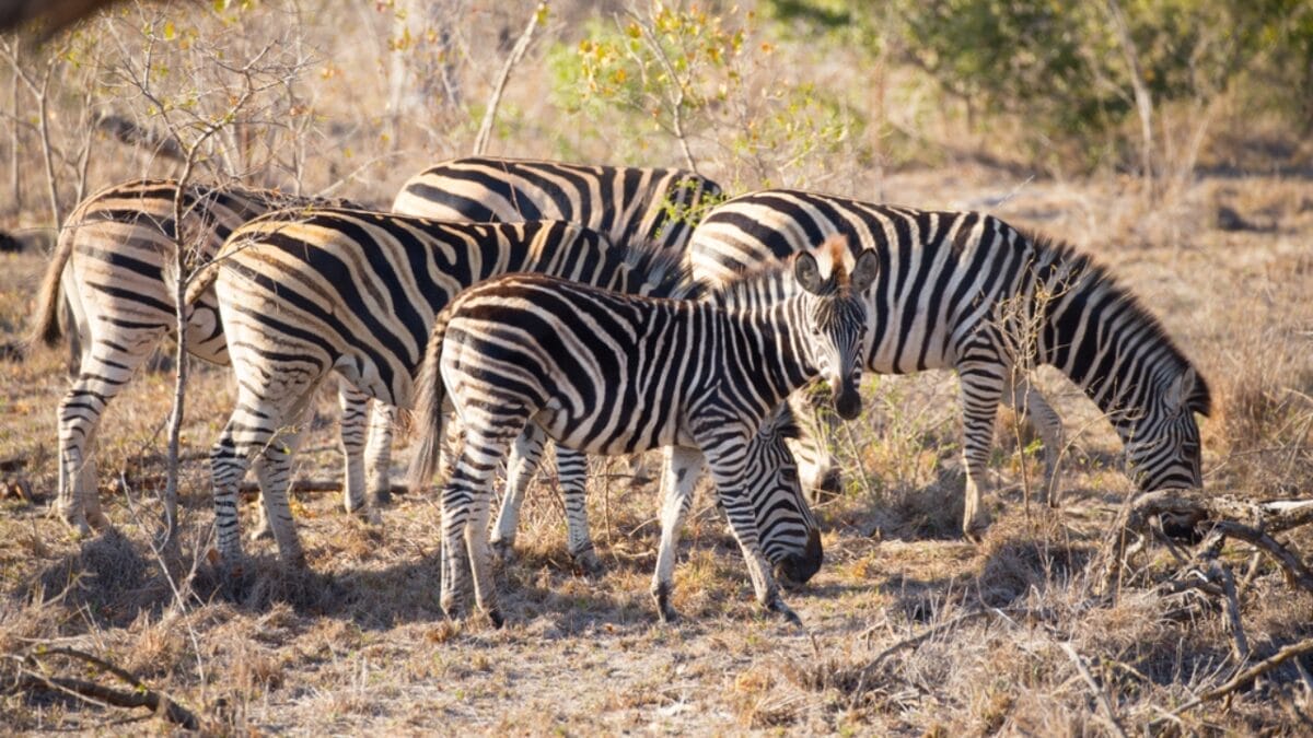 'Super Predator': The Animal in Africa That Even Lions Fear 2 'Super Predator': The Animal in Africa That Even Lions Fear - south africa park ss546654346