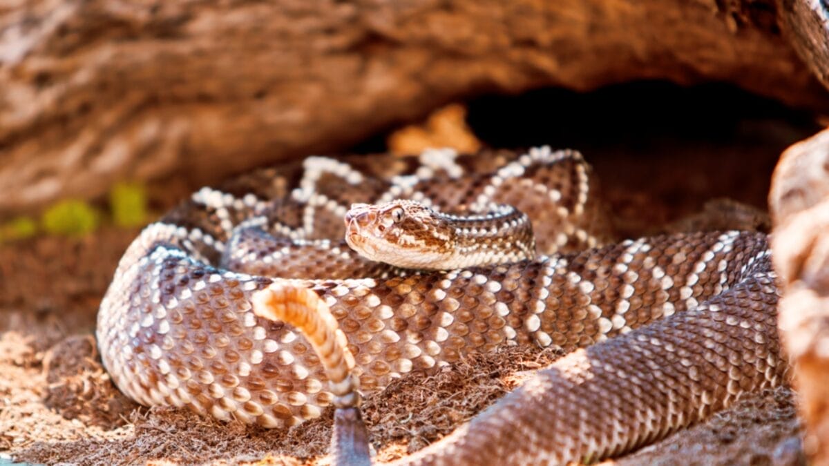 30 Rattlesnake Species from Around the Globe: Majority in U.S. 11 30 Rattlesnake Species from Around the Globe: Majority in U.S. - south american rattlesnake dp90896086