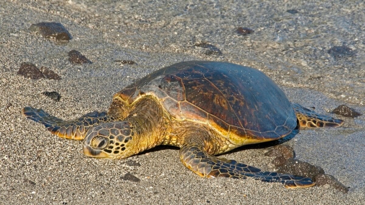 12 U.S. States Where Turtles Make Their Nests 3 12 U.S. States Where Turtles Make Their Nests - south carolina turtle dp386019368