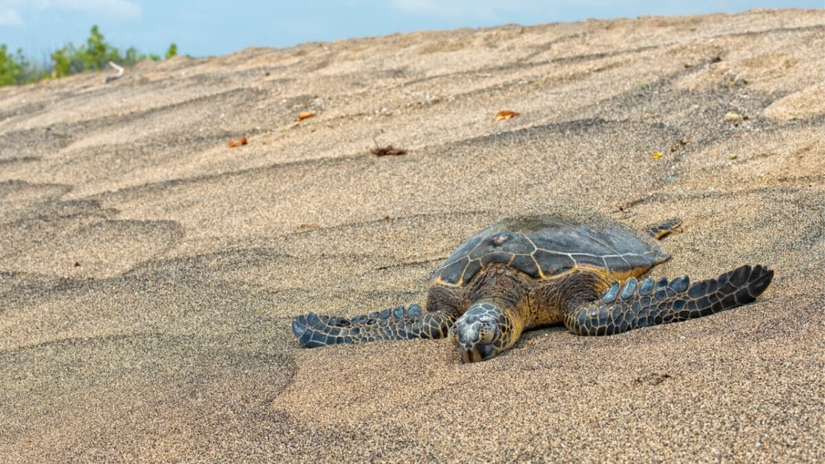 12 U.S. States Where Turtles Make Their Nests 12 12 U.S. States Where Turtles Make Their Nests - south dakota turtle dp62003777