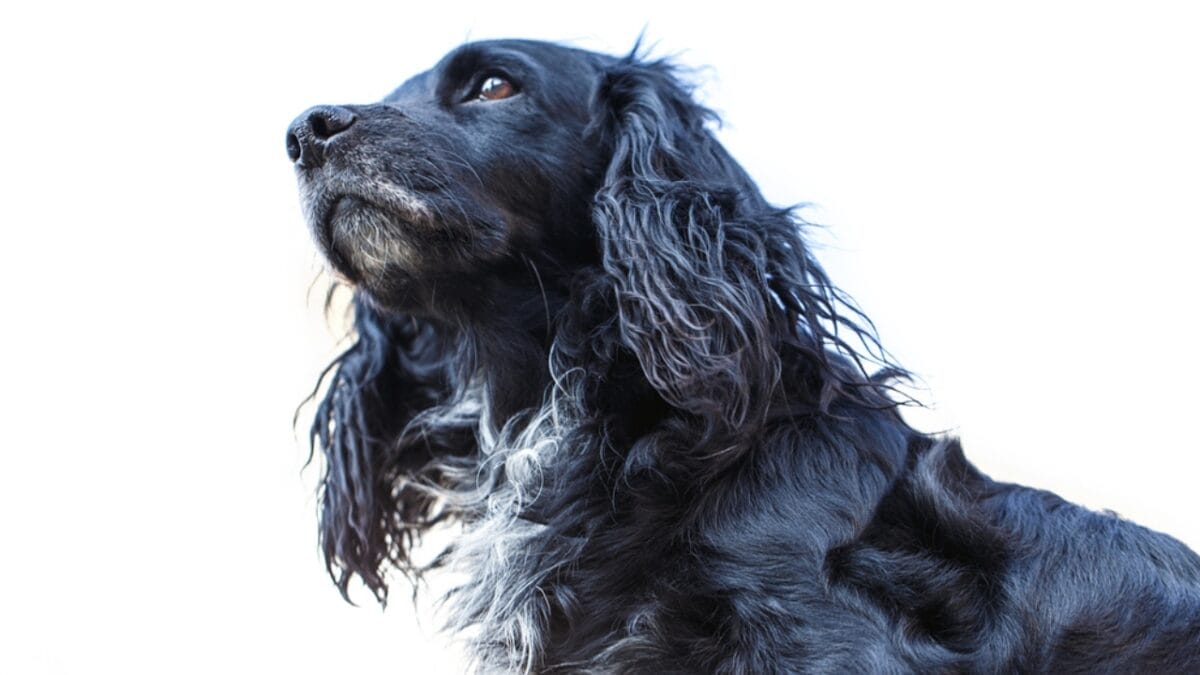 10 Surprising Facts About American Water Spaniels 2 10 Surprising Facts About American Water Spaniels - spaniel dog black side dp97332474