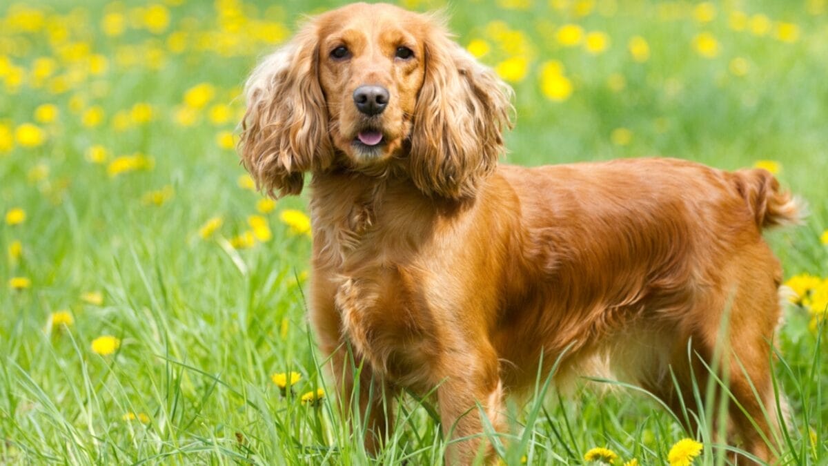 10 Surprising Facts About American Water Spaniels 6 10 Surprising Facts About American Water Spaniels - spaniel dog brown standing dp85068686