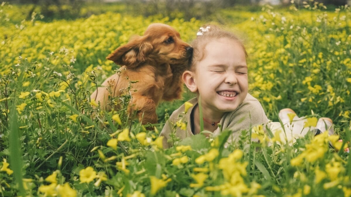 10 Surprising Facts About American Water Spaniels - spaniel dog kissing child dp268039802