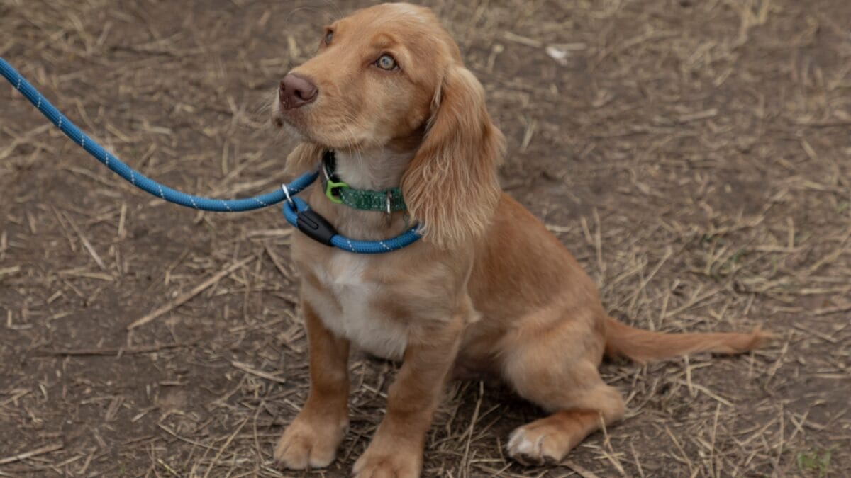 Stop Your Dog from Pulling on the Leash in 3 Simple Steps - spaniel dog leash dp594894374