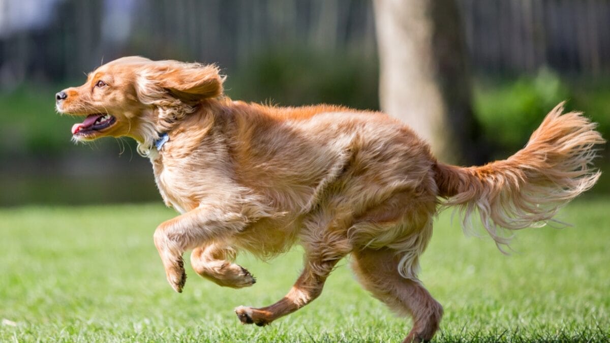 10 Surprising Facts About American Water Spaniels - spaniel dog running brown dp239335636