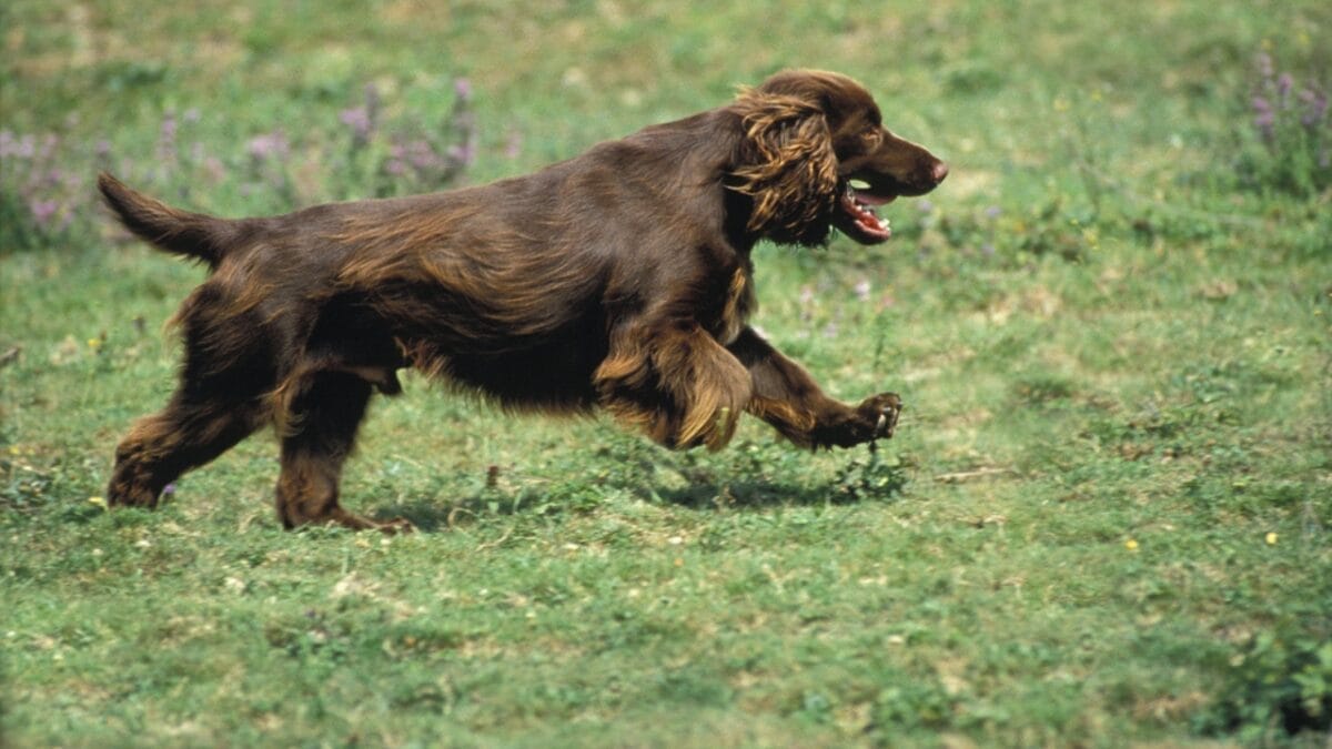 10 Surprising Facts About American Water Spaniels - spaniel dog running dp350783520