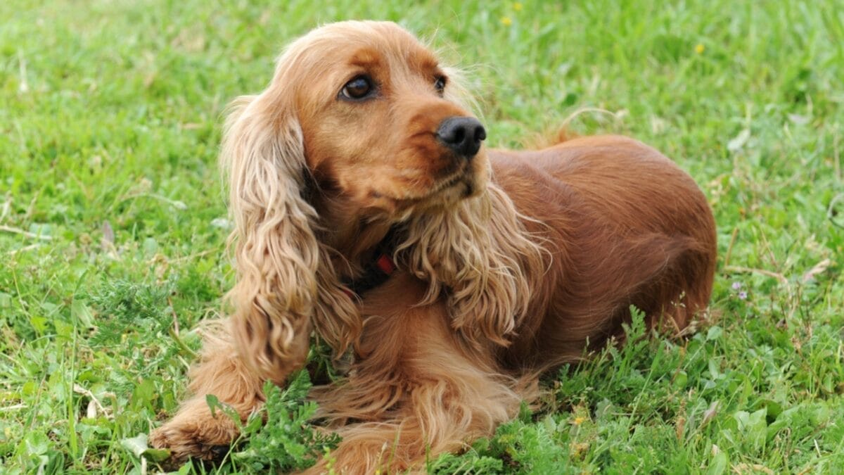 10 Surprising Facts About American Water Spaniels - spaniel dog sitting brown dp2163597