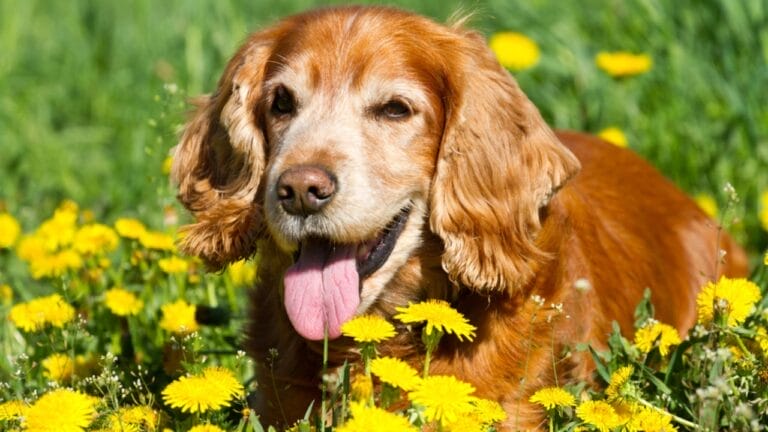 10 Surprising Facts About American Water Spaniels 7 10 Surprising Facts About American Water Spaniels - spaniel dog sitting flowers dp43371739