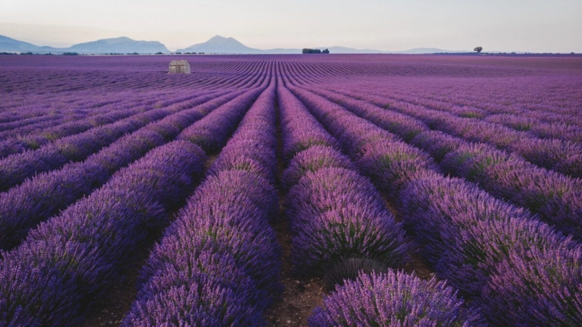 12 Soul-Soothing Lavender Varieties For Your Garden 5 12 Soul-Soothing Lavender Varieties For Your Garden - spanish lavender farm dp211035700