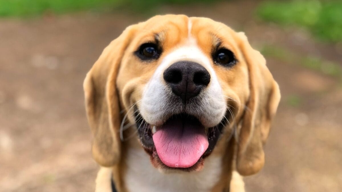 12 Dog Facial Expressions & What They Really Mean 12 12 Dog Facial Expressions & What They Really Mean - sparkling eyes dog ss2422986157