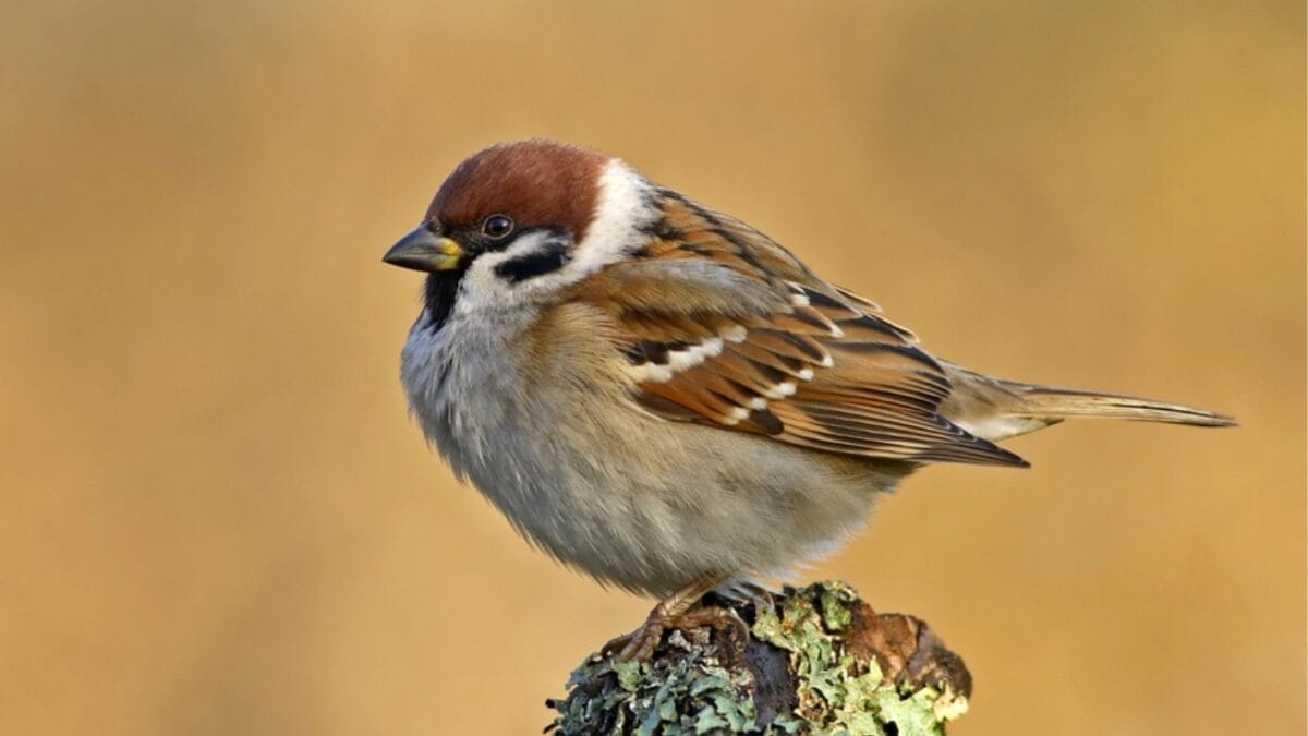 10 Feathered Messengers of the Bible - sparrow dp1660232