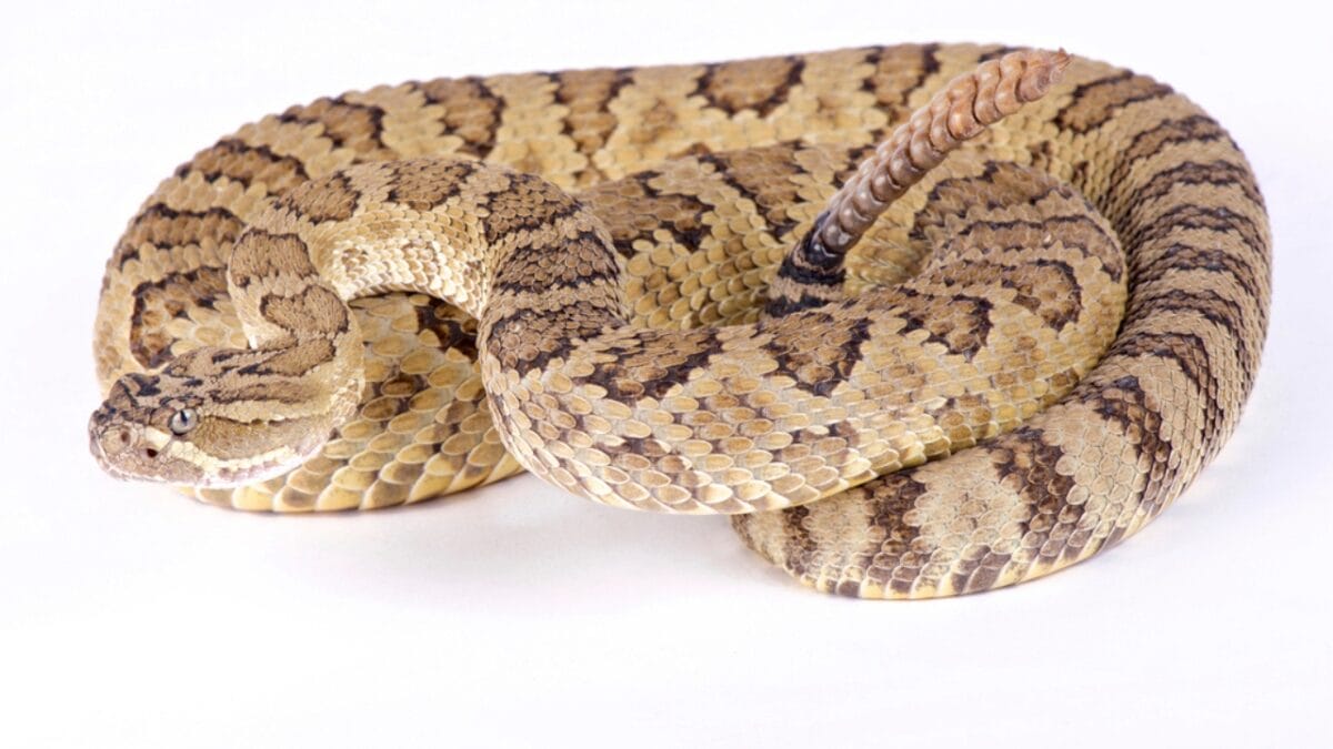 30 Rattlesnake Species from Around the Globe: Majority in U.S. 17 30 Rattlesnake Species from Around the Globe: Majority in U.S. - speckled rattlesnake dp200474082