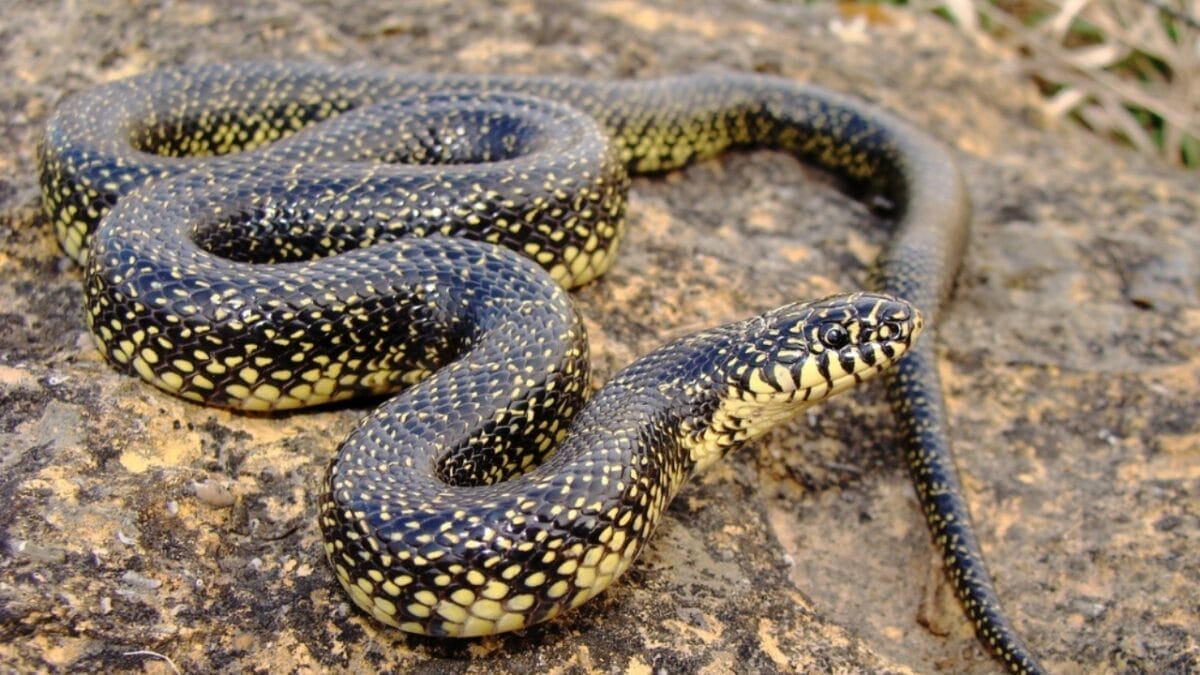 20 of the Most Colorful Snakes You'll Ever See 12 20 of the Most Colorful Snakes You'll Ever See - speckled snake ss82629616