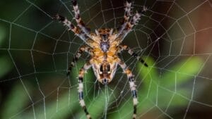 12 Colossal Spiders that Actually Exist in Real Life 1 12 Colossal Spiders that Actually Exist in Real Life - spider dp199539828
