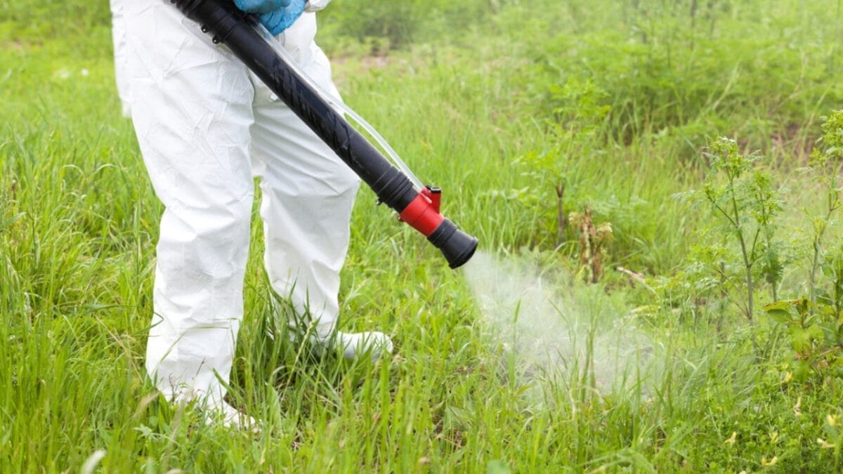 10 Ways You’re Unknowingly Helping Creeping Charlie Invade Your Lawn 10 10 Ways You’re Unknowingly Helping Creeping Charlie Invade Your Lawn - spraying plants without chemicals dp293362170