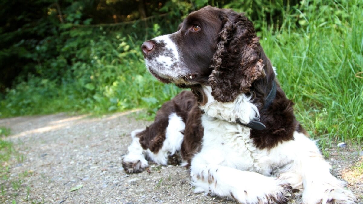 10 Little-Known Facts About English Springer Spaniel Dogs 4 10 Little-Known Facts About English Springer Spaniel Dogs - springer spaniel coat dp73896409