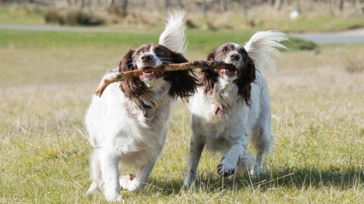 10 Little-Known Facts About English Springer Spaniel Dogs 6 10 Little-Known Facts About English Springer Spaniel Dogs - springer spaniel dp172042024