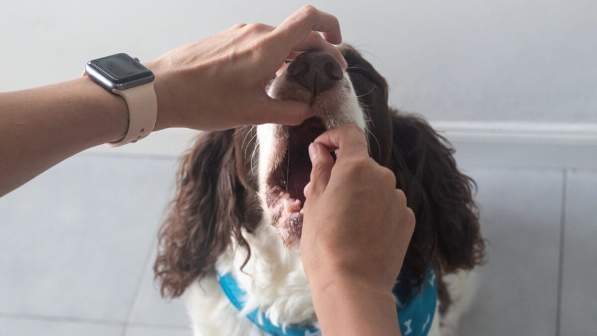 10 Little-Known Facts About English Springer Spaniel Dogs 10 10 Little-Known Facts About English Springer Spaniel Dogs - springer spaniel health dp471889084