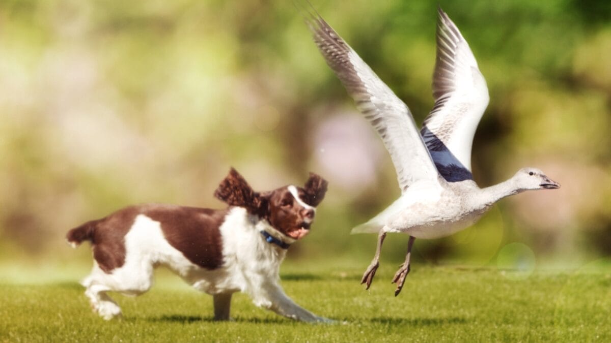 10 Little-Known Facts About English Springer Spaniel Dogs 9 10 Little-Known Facts About English Springer Spaniel Dogs - springer spaniel hunter dp174205282