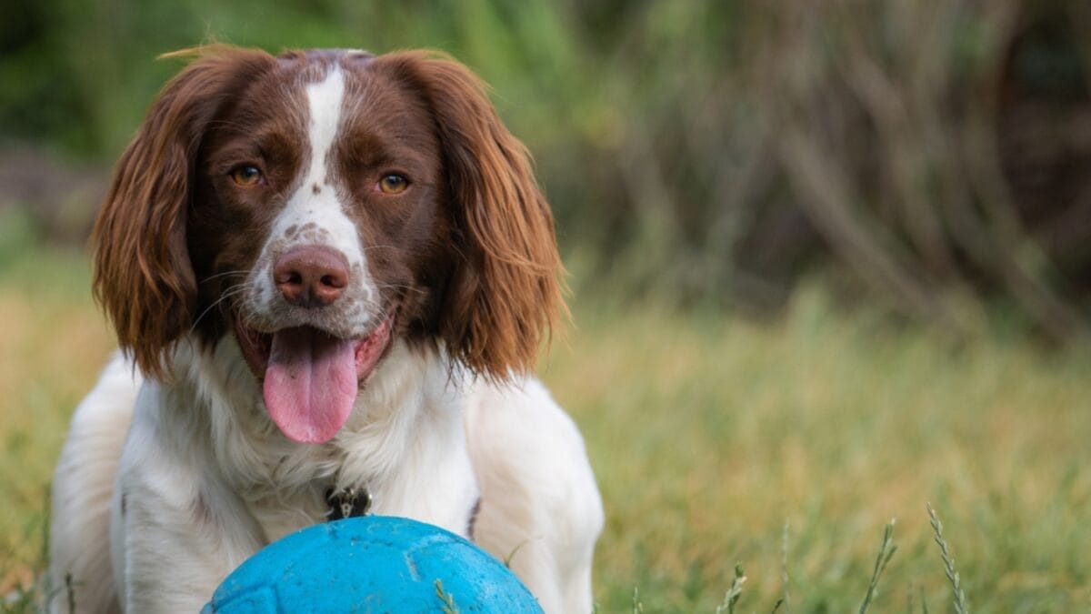 10 Little-Known Facts About English Springer Spaniel Dogs 5 10 Little-Known Facts About English Springer Spaniel Dogs - springer spaniel nose dp661732268