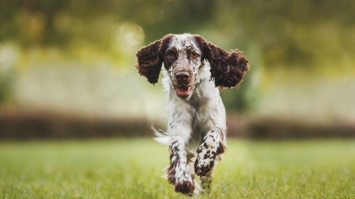 10 Little-Known Facts About English Springer Spaniel Dogs 3 10 Little-Known Facts About English Springer Spaniel Dogs - springer spaniel running dp504605628