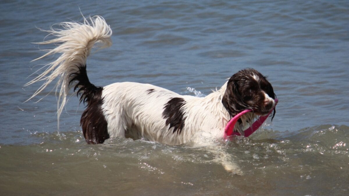 10 Little-Known Facts About English Springer Spaniel Dogs 8 10 Little-Known Facts About English Springer Spaniel Dogs - springer spaniel swimmer dp28554837