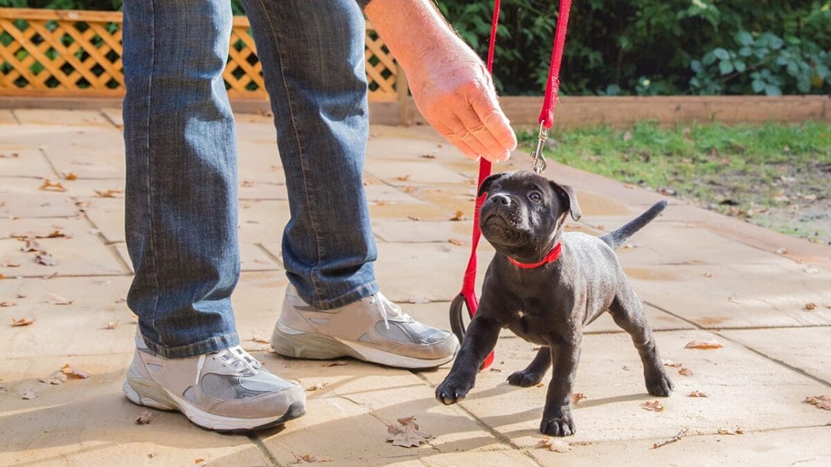 Sit, Stay, Succeed: 8 Pro Tips for Training Your Dog - staffordshire bull terrier dog training ss338095232