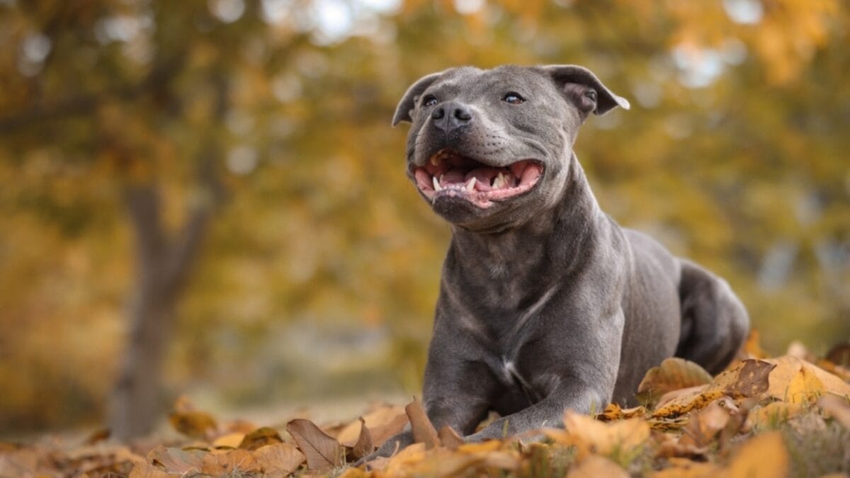 Pit Bull vs. Pit Bull-Type: 8 Myths About Staffordshire Bull Terriers, Debunked 2 Pit Bull vs. Pit Bull-Type: 8 Myths About Staffordshire Bull Terriers, Debunked - staffordshire bull ss2221604859