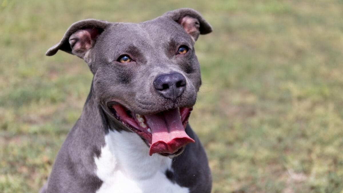 Pit Bull vs. Pit Bull-Type: 8 Myths About Staffordshire Bull Terriers, Debunked 4 Pit Bull vs. Pit Bull-Type: 8 Myths About Staffordshire Bull Terriers, Debunked - staffordshire bull terrier ss2356354493
