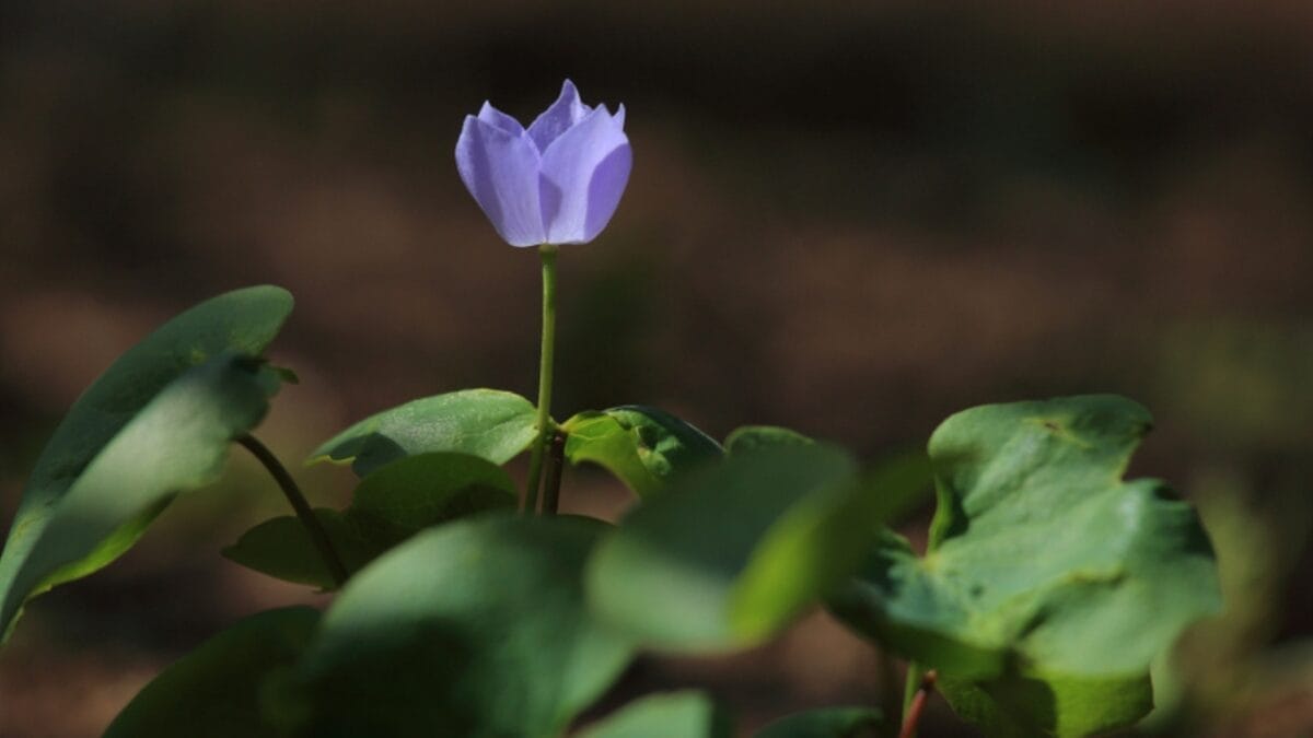 5 Reasons Why You Should Plant Twinleaf in Your Garden 5 5 Reasons Why You Should Plant Twinleaf in Your Garden - stand out twin leaf ss1066369820