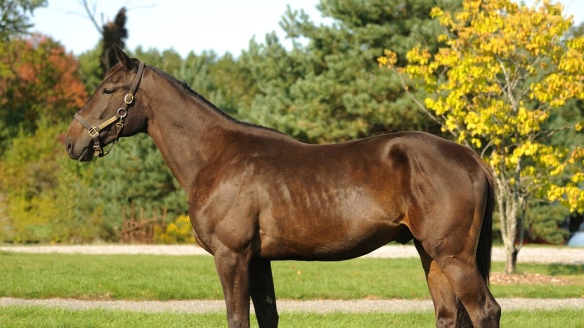 10 of the Cheapest Horses to Keep as Pets - standardbred ss2274945845