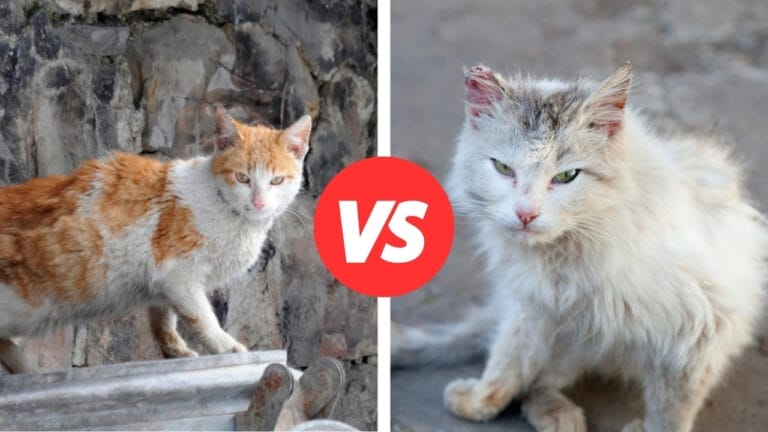 Stray Cat or Feral Cat? Understanding the Differences 9 Stray Cat or Feral Cat? Understanding the Differences - stay and feral cat dp6063571 5945191 1