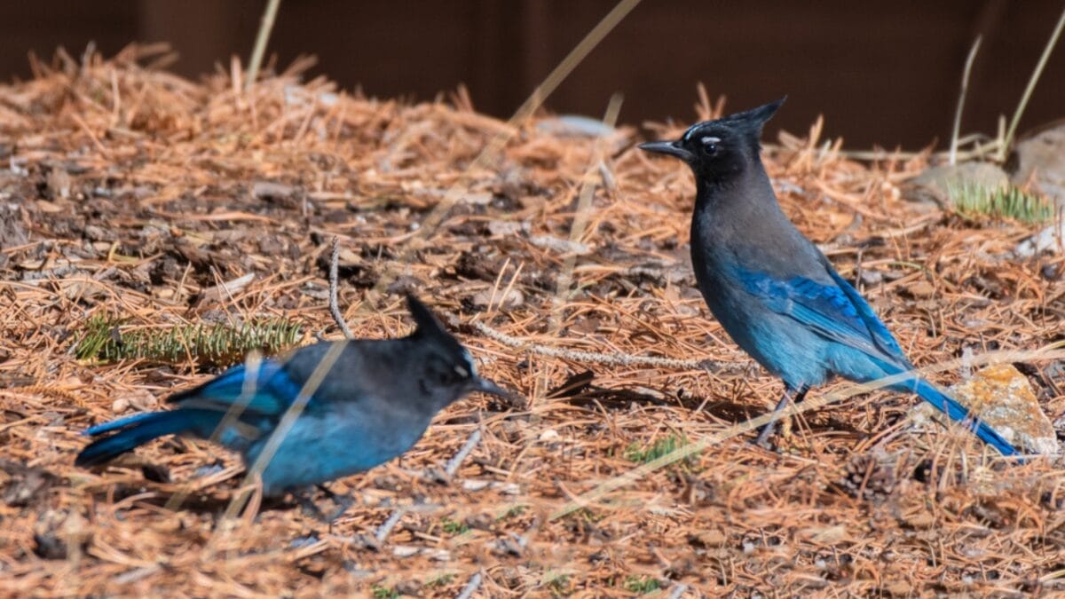 9 Things to Know about the Steller's Jay: The Bold & Boisterous Bird 10 9 Things to Know about the Steller's Jay: The Bold & Boisterous Bird - steller s jay population dp532397058