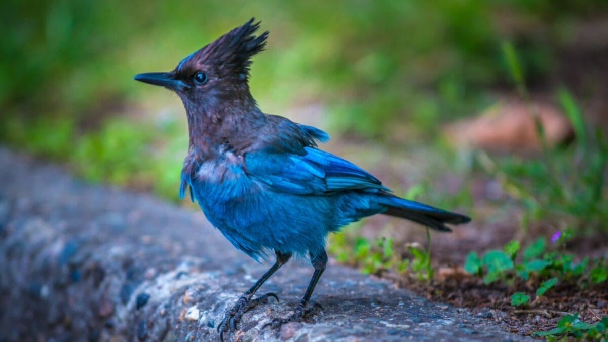 9 Things to Know about the Steller's Jay: The Bold & Boisterous Bird 7 9 Things to Know about the Steller's Jay: The Bold & Boisterous Bird - stellerjay standing dp118595614