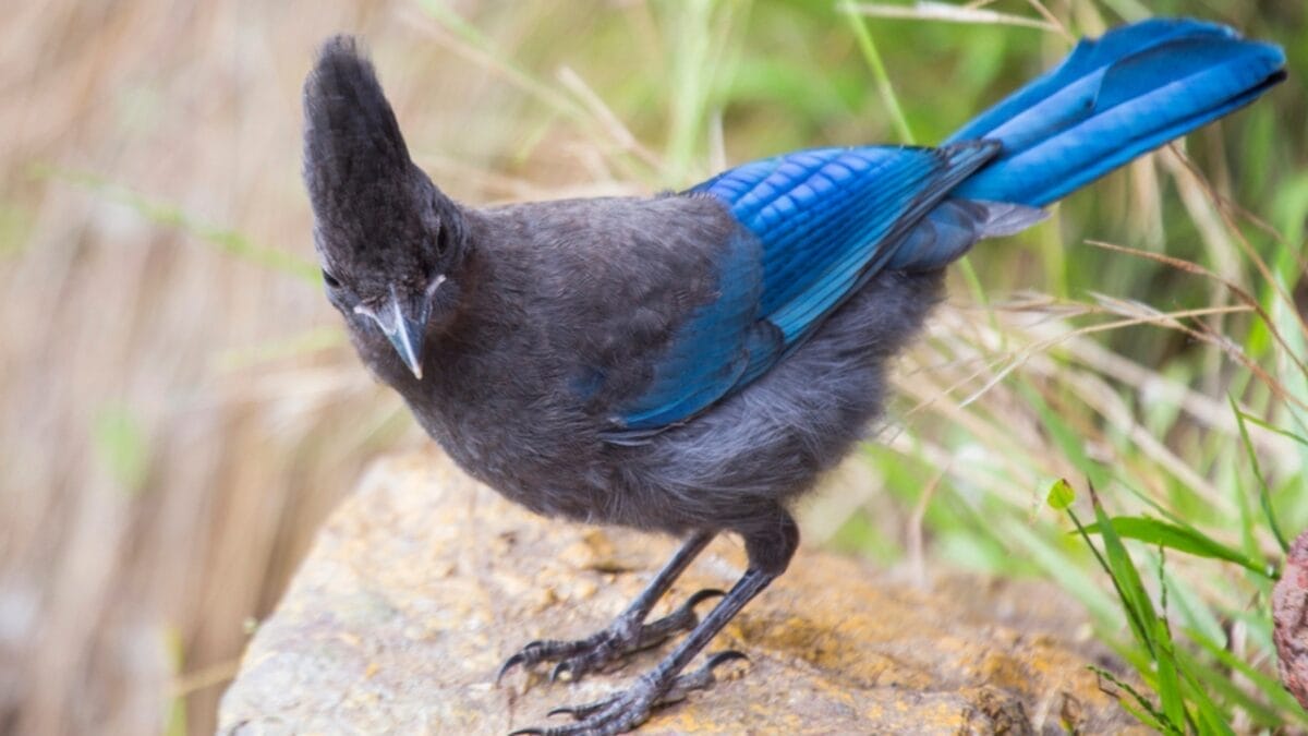 9 Things to Know about the Steller's Jay: The Bold & Boisterous Bird - stellers jay appearance dp55400363