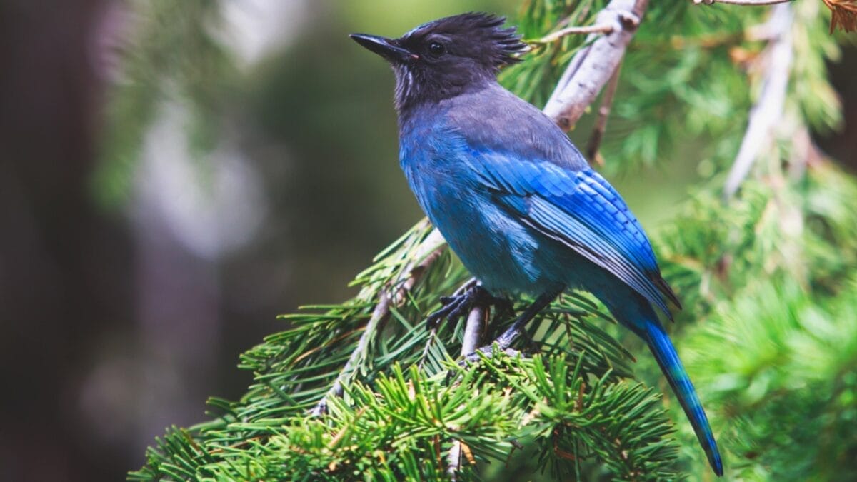 9 Things to Know about the Steller's Jay: The Bold & Boisterous Bird 11 9 Things to Know about the Steller's Jay: The Bold & Boisterous Bird - stellers jay bird dp227636330