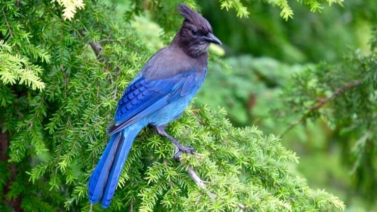 9 Things to Know about the Steller's Jay: The Bold & Boisterous Bird 4 9 Things to Know about the Steller's Jay: The Bold & Boisterous Bird - stellers jay dp116565684