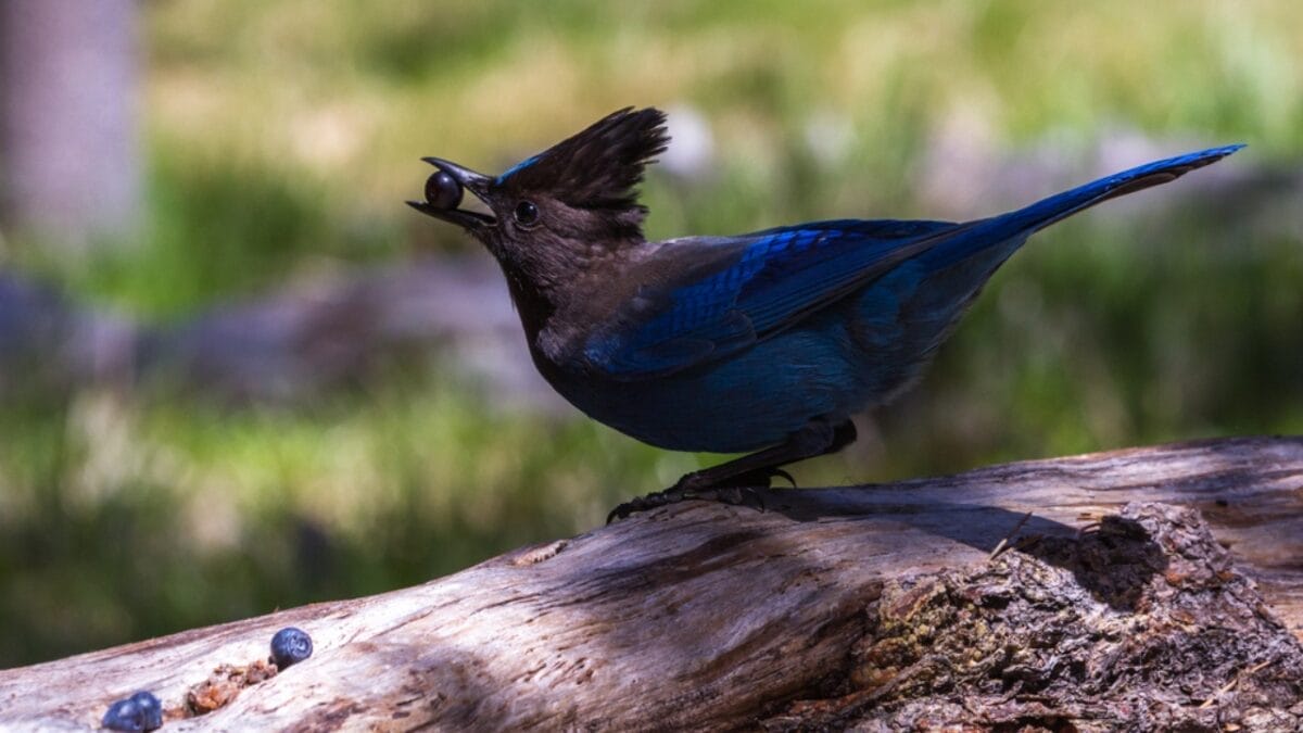 9 Things to Know about the Steller's Jay: The Bold & Boisterous Bird 5 9 Things to Know about the Steller's Jay: The Bold & Boisterous Bird - stellers jay eating berries dp81738828