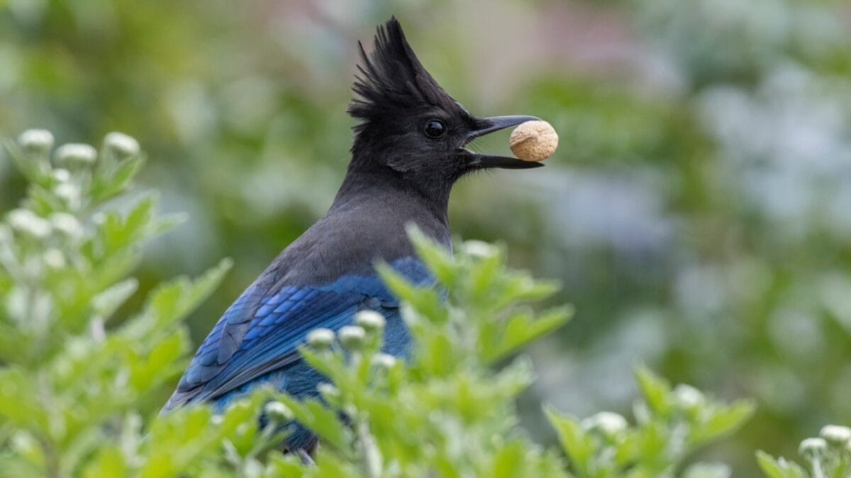 9 Things to Know about the Steller's Jay: The Bold & Boisterous Bird 4 9 Things to Know about the Steller's Jay: The Bold & Boisterous Bird - stellers jay eating dp423376292