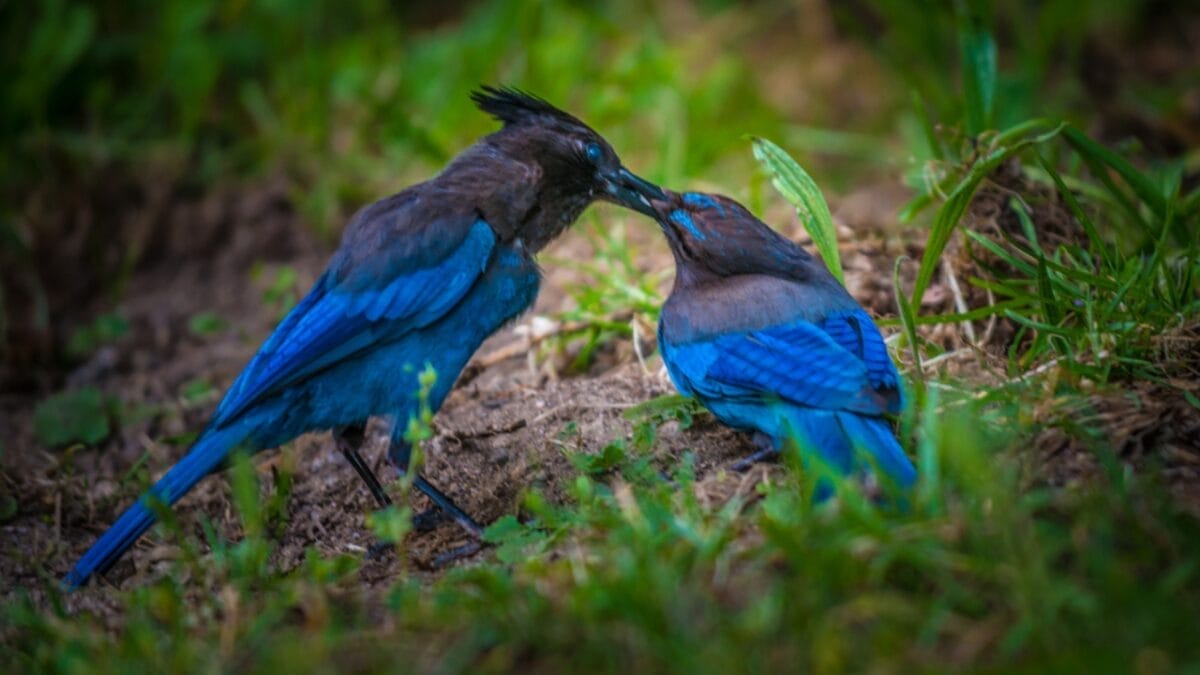 9 Things to Know about the Steller's Jay: The Bold & Boisterous Bird 8 9 Things to Know about the Steller's Jay: The Bold & Boisterous Bird - stellers jay homebodies dp118595626