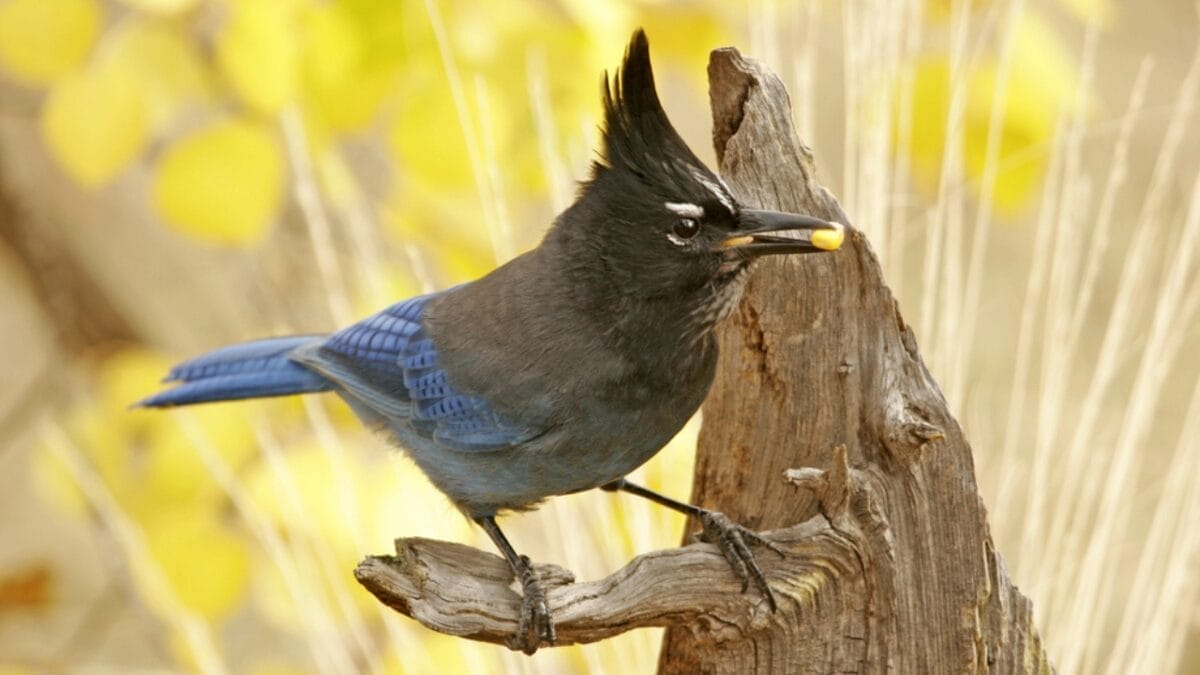 9 Things to Know about the Steller's Jay: The Bold & Boisterous Bird 6 9 Things to Know about the Steller's Jay: The Bold & Boisterous Bird - stellers jay nesting site dp18136423