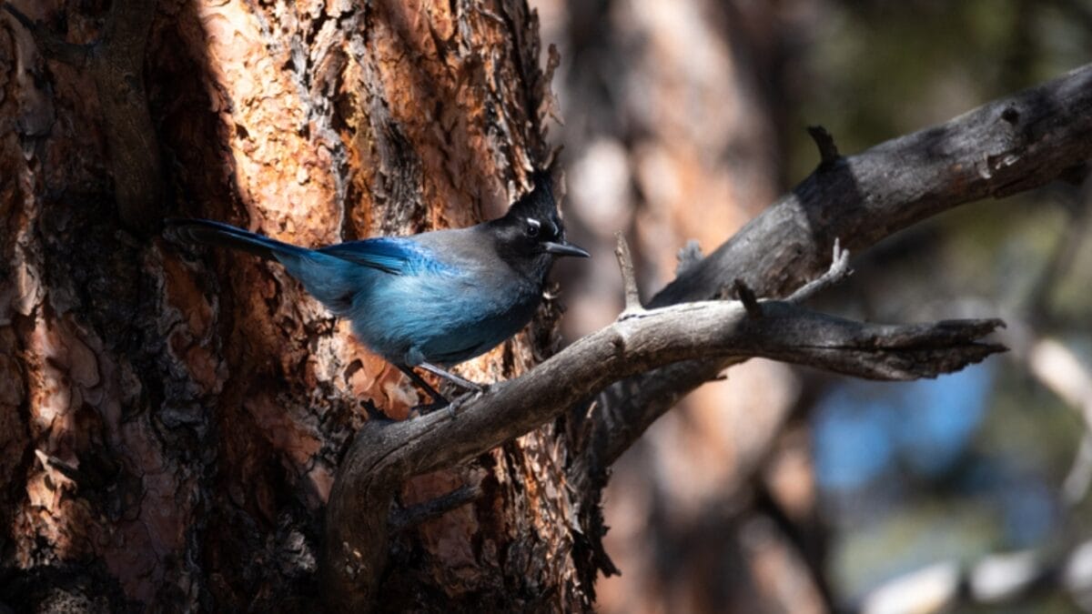 9 Things to Know about the Steller's Jay: The Bold & Boisterous Bird 9 9 Things to Know about the Steller's Jay: The Bold & Boisterous Bird - stellers jay reforestation dp678583200