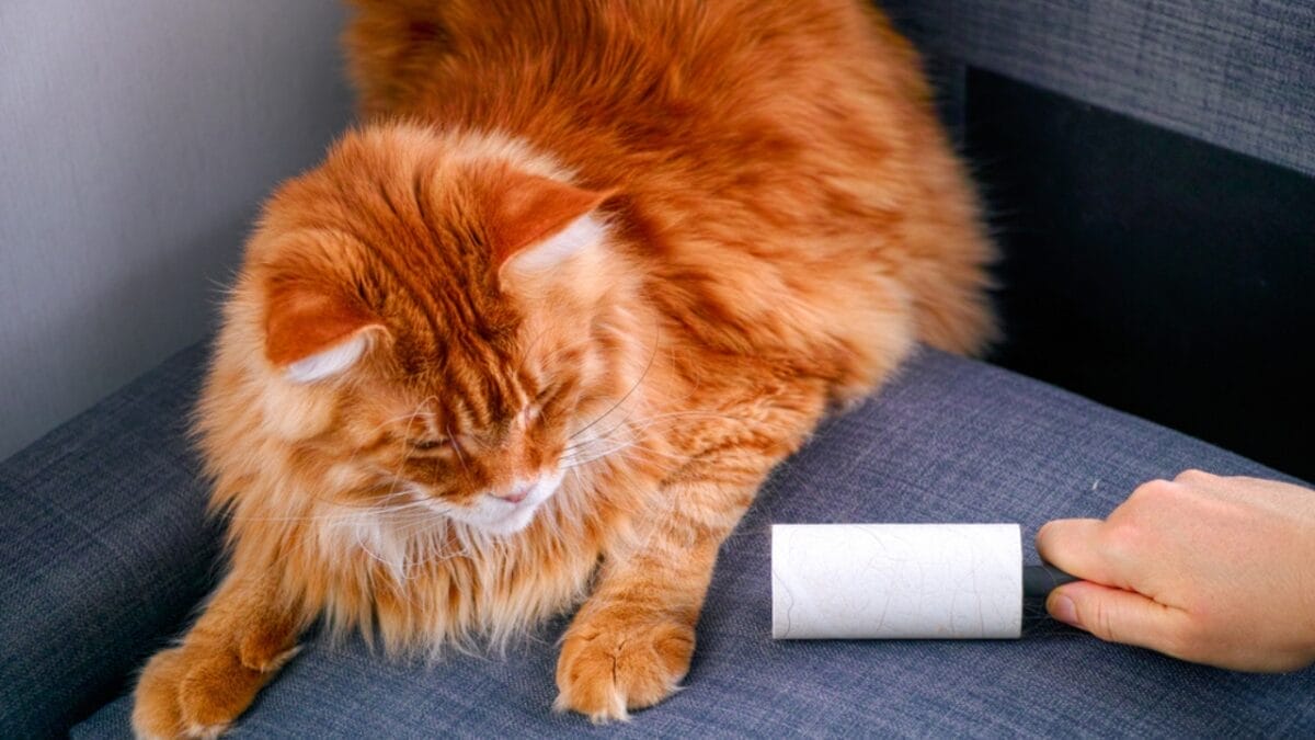 10 Effective Ways to Discipline Your Feline Friend 8 10 Effective Ways to Discipline Your Feline Friend - sticky texture cat ss1648634938