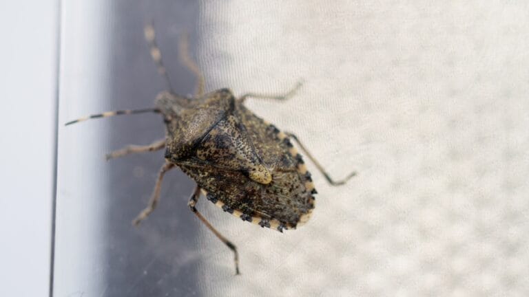 10 Effective Ways to Get Rid of Stink Bugs 8 10 Effective Ways to Get Rid of Stink Bugs - stink bug dp348382884