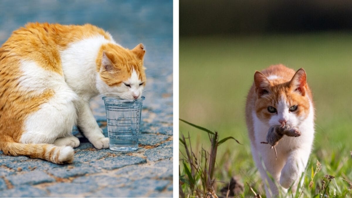 Stray Cat or Feral Cat? Understanding the Differences 4 Stray Cat or Feral Cat? Understanding the Differences - stray and feral cat behavior ss2465085759 1504188764 1526728712 1