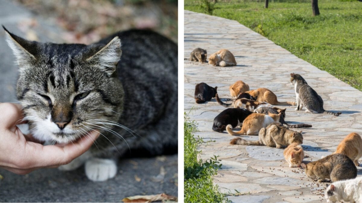 Stray Cat or Feral Cat? Understanding the Differences 5 Stray Cat or Feral Cat? Understanding the Differences - stray and feral cat home ss483283582 615597632 2261066529 1