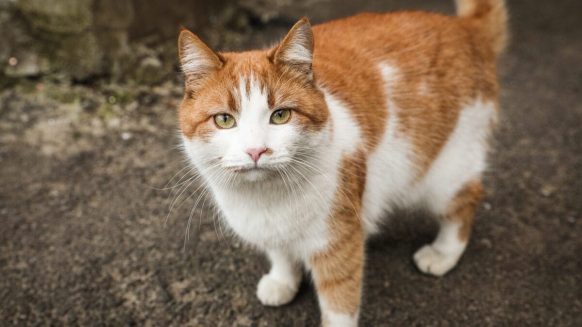 Stray Cat or Feral Cat? Understanding the Differences 2 Stray Cat or Feral Cat? Understanding the Differences - stray cat ss1910950627 1