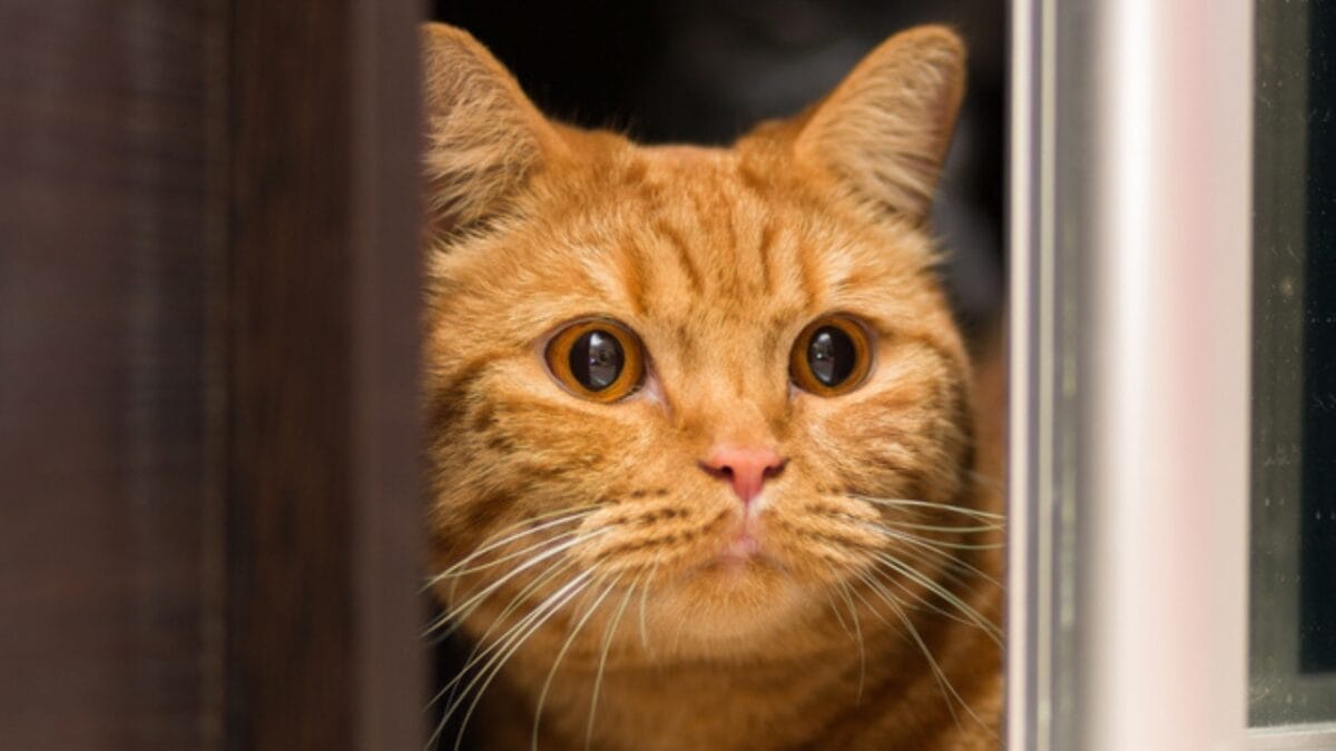 12 Things You Should Never Do to Your Cat 10 12 Things You Should Never Do to Your Cat - stress cat ss685371952