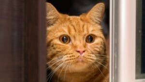 Colors Cats are Attracted to: The Science Behind Feline Fascination 1 Colors Cats are Attracted to: The Science Behind Feline Fascination - stress cat ss685371952